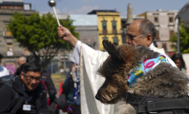 Blessings for dogs? Bring them to Mexico City's cathedral and St. Anthony will do the rest