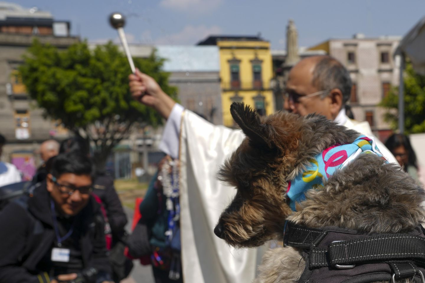 Blessings for dogs? Bring them to Mexico City's cathedral and St. Anthony will do the rest